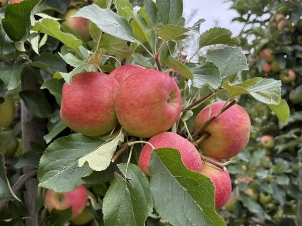 Rote Äpfel am Zweig, dahinter der offene Himmel über der Anlage