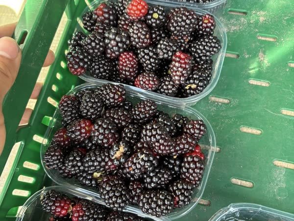 Schalen mit frisch gepflückten Brombeeren in der Erntekiste