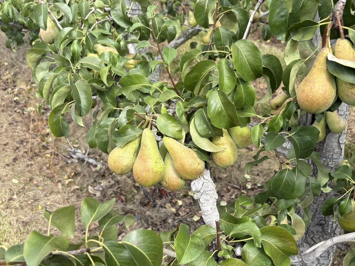Grüne Birnen hängen dicht an einem jungen Baum in der Anlage