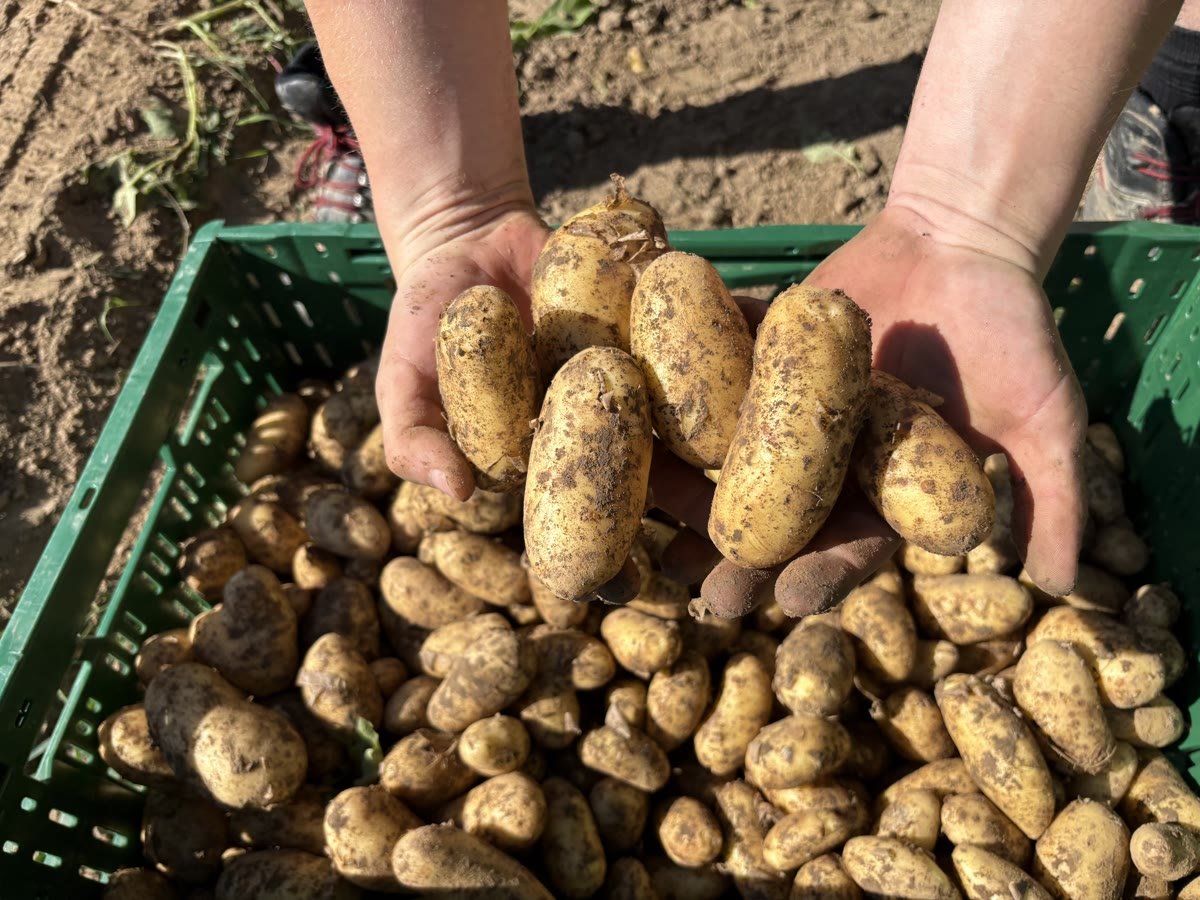 Zwei Hände heben frisch geerntete Kartoffeln aus einer grünen Kiste
