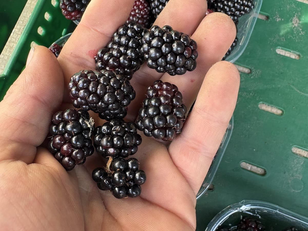Eine Hand voller frisch gepflückter Brombeeren über der Erntekiste