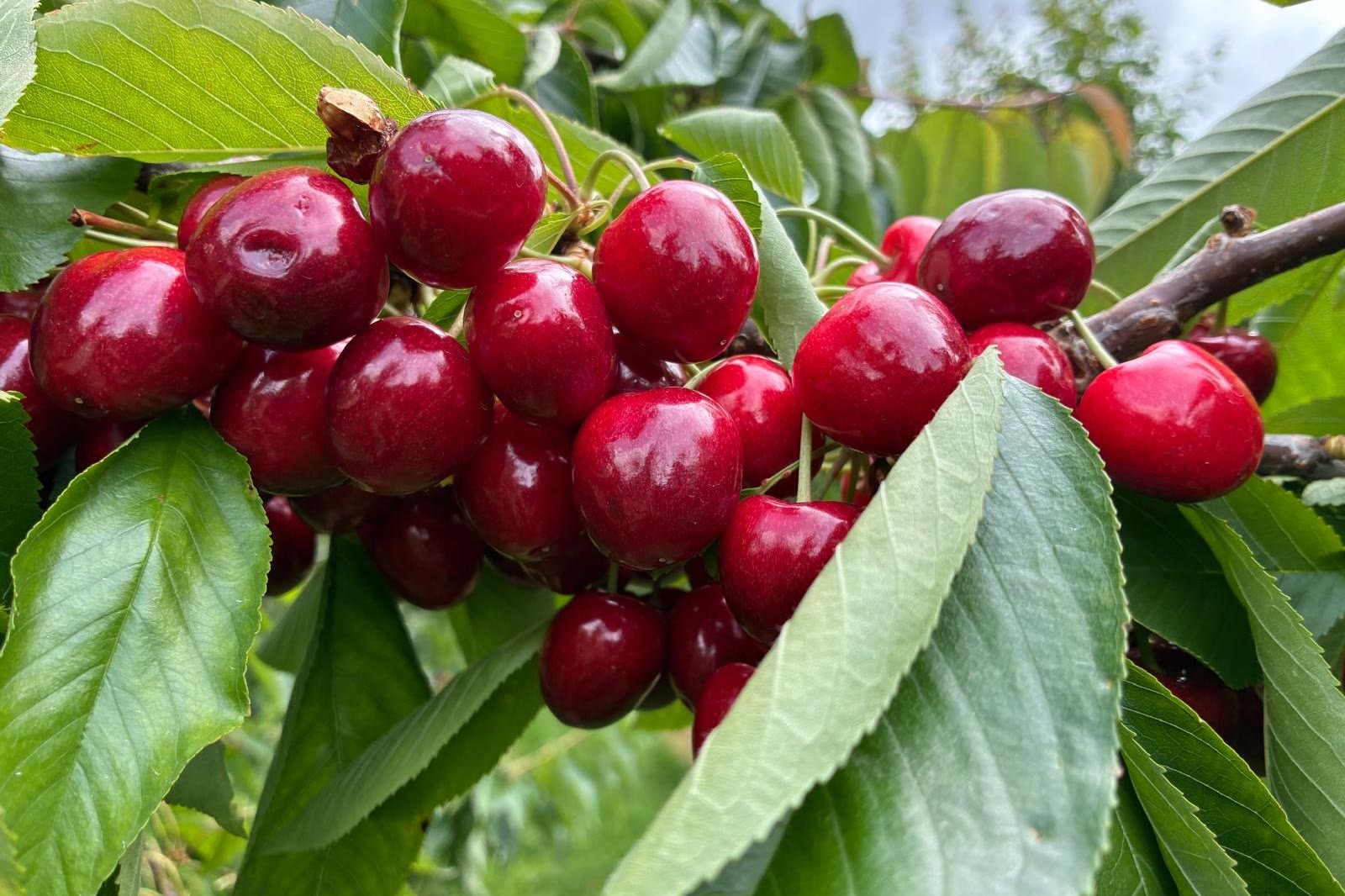Dunkelrote Kirschen hängen in einer Traube am Zweig