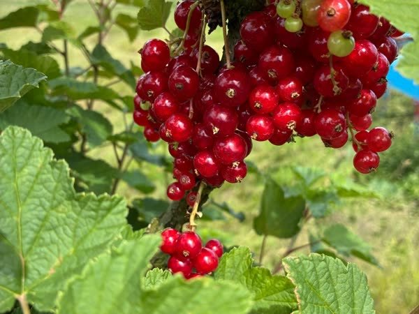 Rote Johannisbeeren hängen in langen Trauben am Strauch