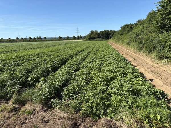 Kartoffelacker mit grünen Reihen bis zum Horizont