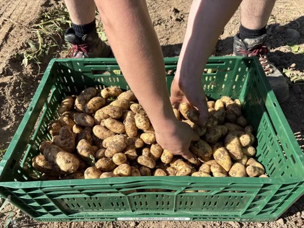 Hände greifen frisch geerntete Kartoffeln aus der grünen Kiste